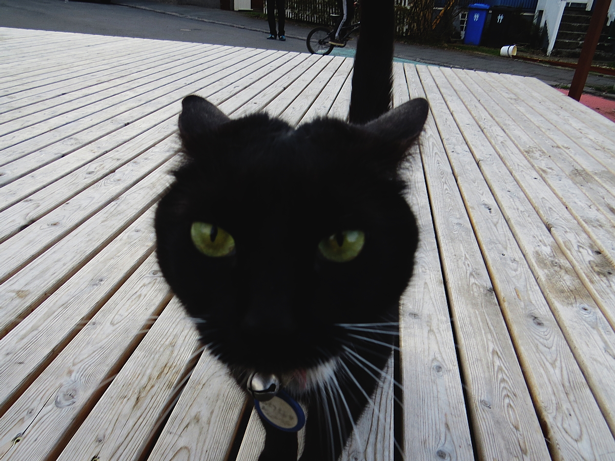 Who Has The Best Lobster Soup In Reykjavik?